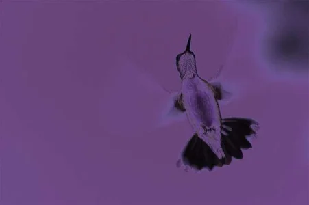 warhal hummingbird (Small).webp