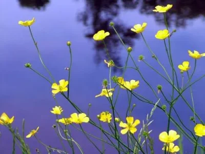 726.webp