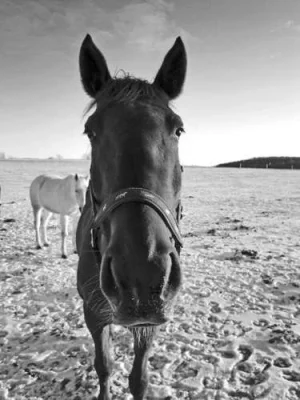 Horses - Head-on Shot - B&W.webp