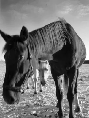 Horses - Head-on Shot 3 - B&W.webp