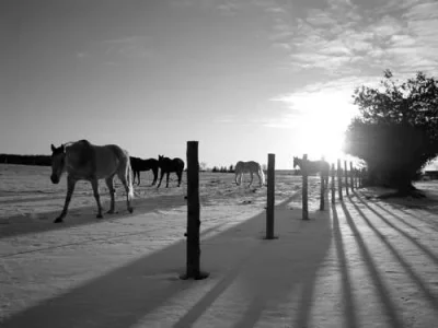 Horse Herd at Sunset - B&W.webp