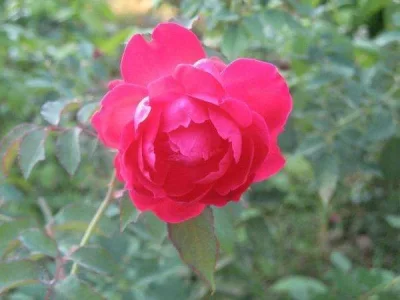 923.webp