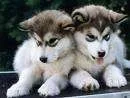 1413.webp