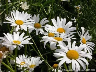 1425.webp