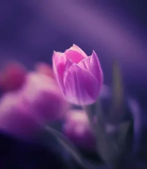 1644.webp