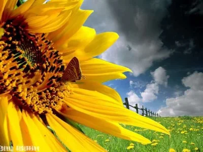 1655.webp