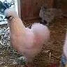 120844531702_1[1].webp