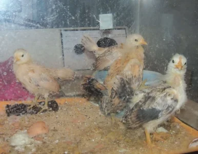 chicks 3 weeks old.webp