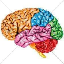 Brain.webp