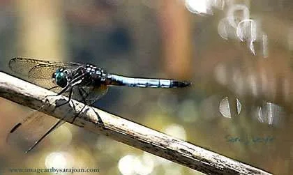 Dragonfly1.webp