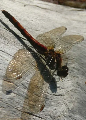 Dragonfly2.webp