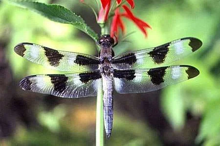 Dragonfly5.webp