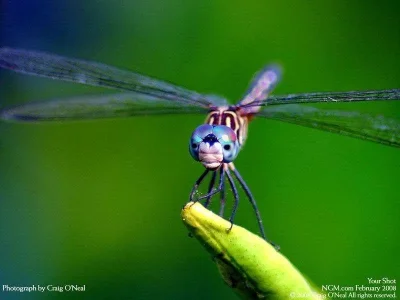 Dragonfly8.webp