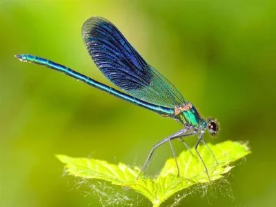 Dragonfly17.webp