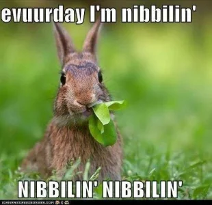 funny-pictures-its-my-favorite-thing-to-do.webp