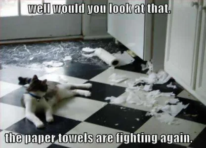 fighting-paper-towels.webp