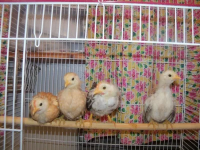serama chicks 1 mo old.webp