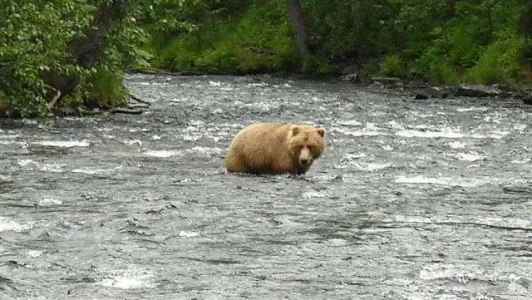 Russian River Brownie.webp