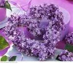 Heart of purple.webp