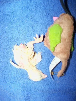 newborn chick 2 19 12.webp