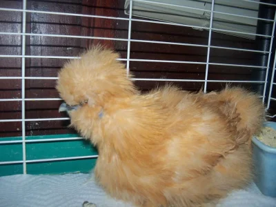 silkie 2 19 2012.webp