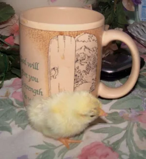 chick 2 20 12 one day old.webp