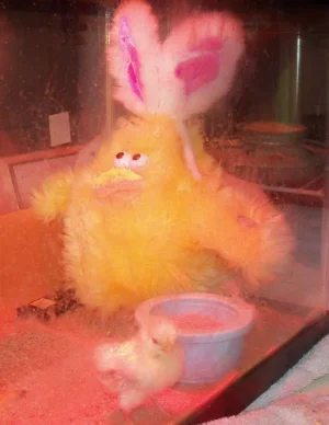 Tweety with surrogate mom.webp