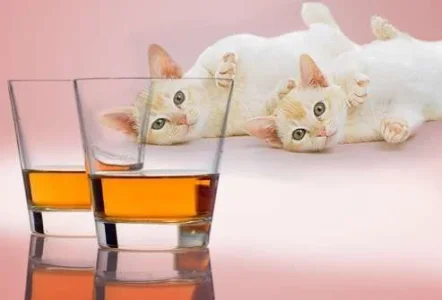 12 Step 8 Paw Program.webp
