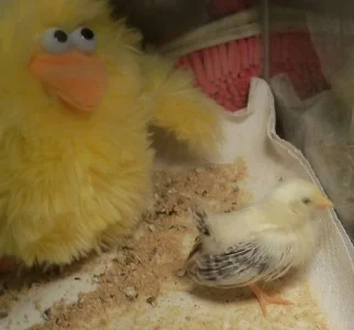 chick at 3 weeks.webp