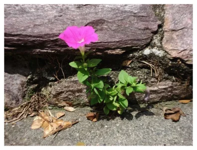 flower growing out of rock.webp