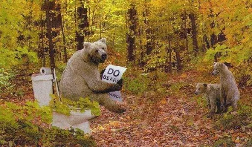 424bear_poop.webp