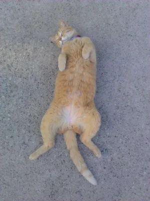 cat.webp