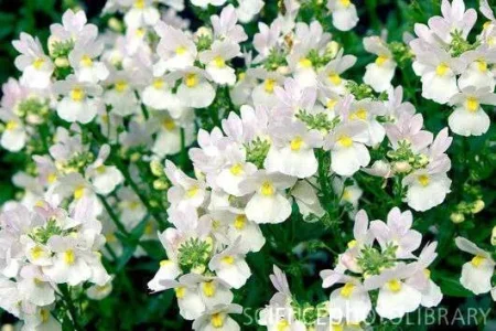 B8260775-Nemesia_Wisley_Vanilla_-SPL.webp