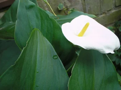 HOME15_june07 014.webp