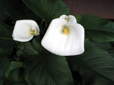 Beautiful_Flower1.webp