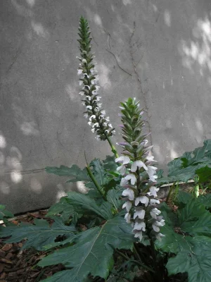 park12_june07 003.webp