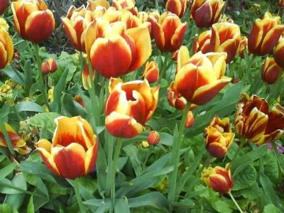 DSC00282.webp