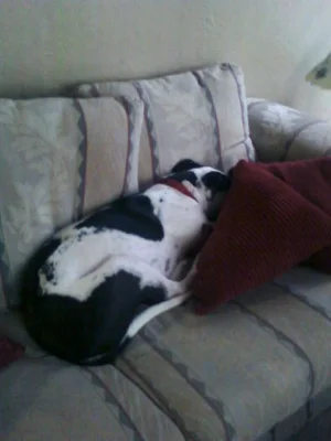 rickercouch.webp