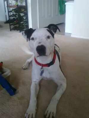 ricker.webp