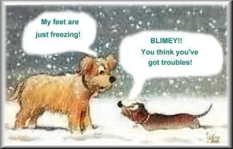 freezingdogs.webp