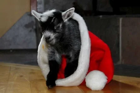 Little Christmas Pixy web shot.webp