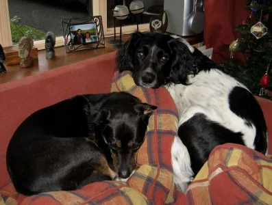 Max & Saffi 4.webp
