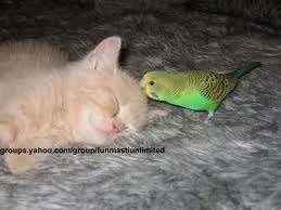 Unusual friends.webp