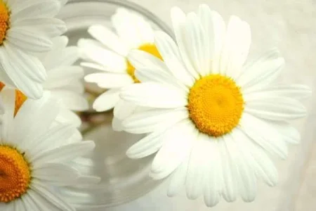 childs_bouquet_3_june_7.webp