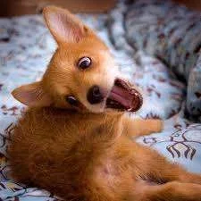 foxy.webp