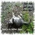 Take care Kitty.webp