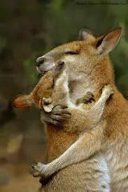 roos2.webp