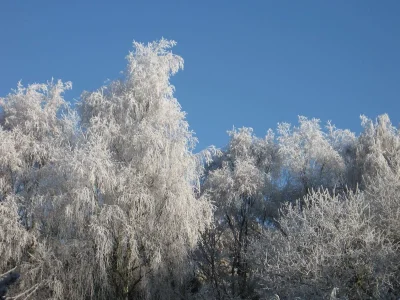 Hoar frost Nov 2010.webp