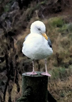 watercolor seagull_edited-1.webp