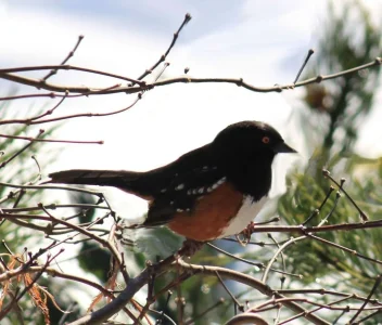 Towhee horizontal_edited-2.webp